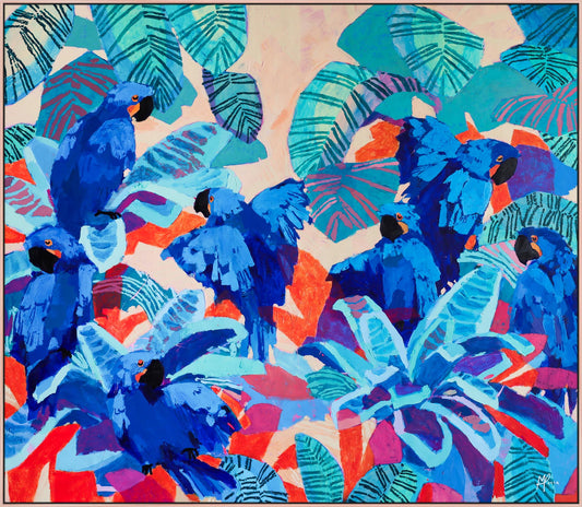 'hyacinth macaws'