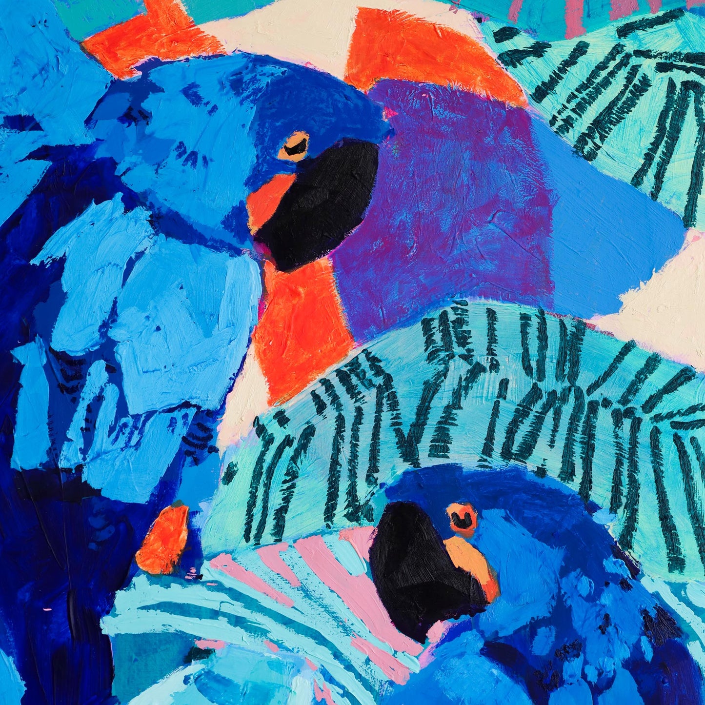 'hyacinth macaws'