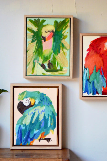 "alexandrine parakeet"